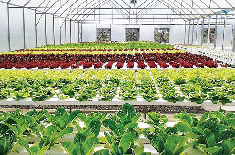 Usaha Sayuran Hidroponik Rumahan di Sampit