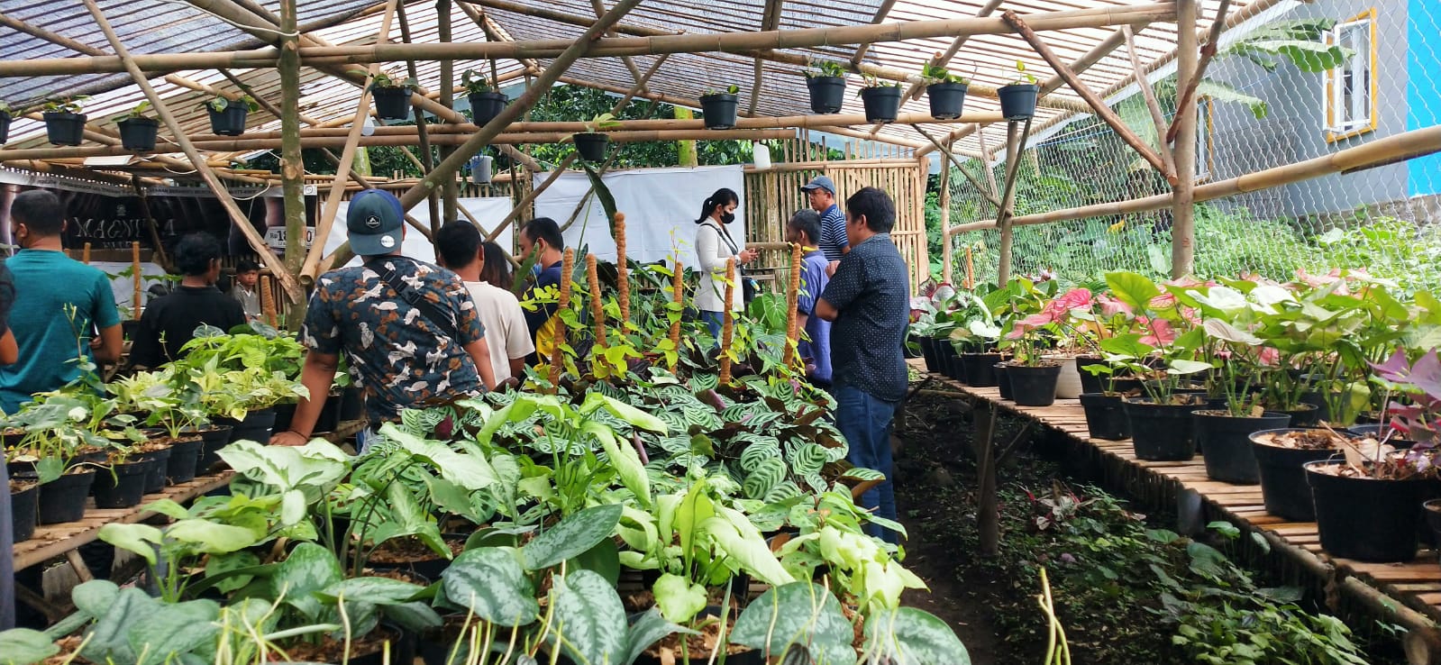 Budidaya Tanaman Hias Lokal Sampit yang Bernilai Tinggi